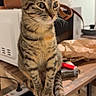 cat, tabby_cat, pet, animal, sitting, portrait, whiskers, ears, striped_fur, brown_fur, green_eyes, indoor, table, handbag, cables, electronics, kitchen, home, vertical_photo, alert