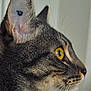 cat, tabby_cat, close_up, profile, yellow_eyes, whiskers, fur, animal, pet, mammal, indoor, looking, focused, ears, face, portrait, cute, feline, domestic_animal, natural_light