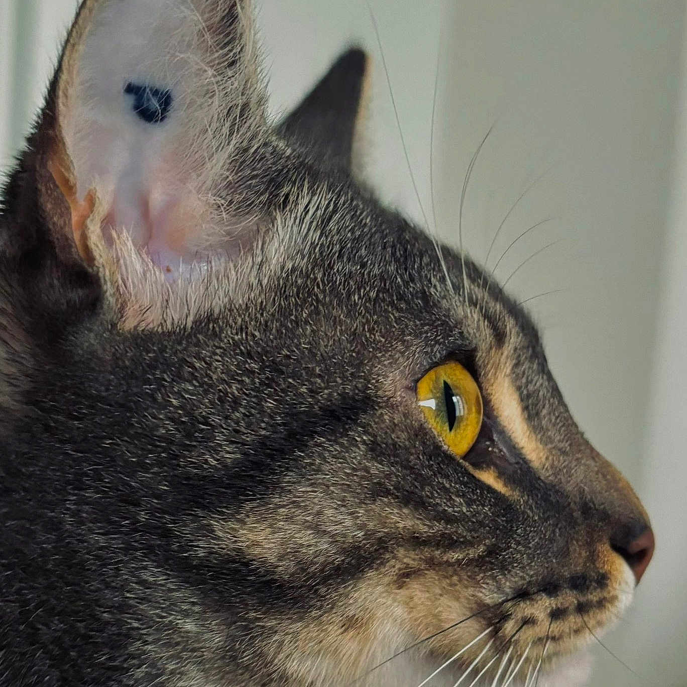 Usko a rejoint le concours — aidez-le/la à gagner de superbes lots ! animal, cat, close_up, cute, domestic_animal, ears, face, feline, focused, fur, indoor, looking, mammal, natural_light, pet, portrait, profile, tabby_cat, whiskers, yellow_eyes