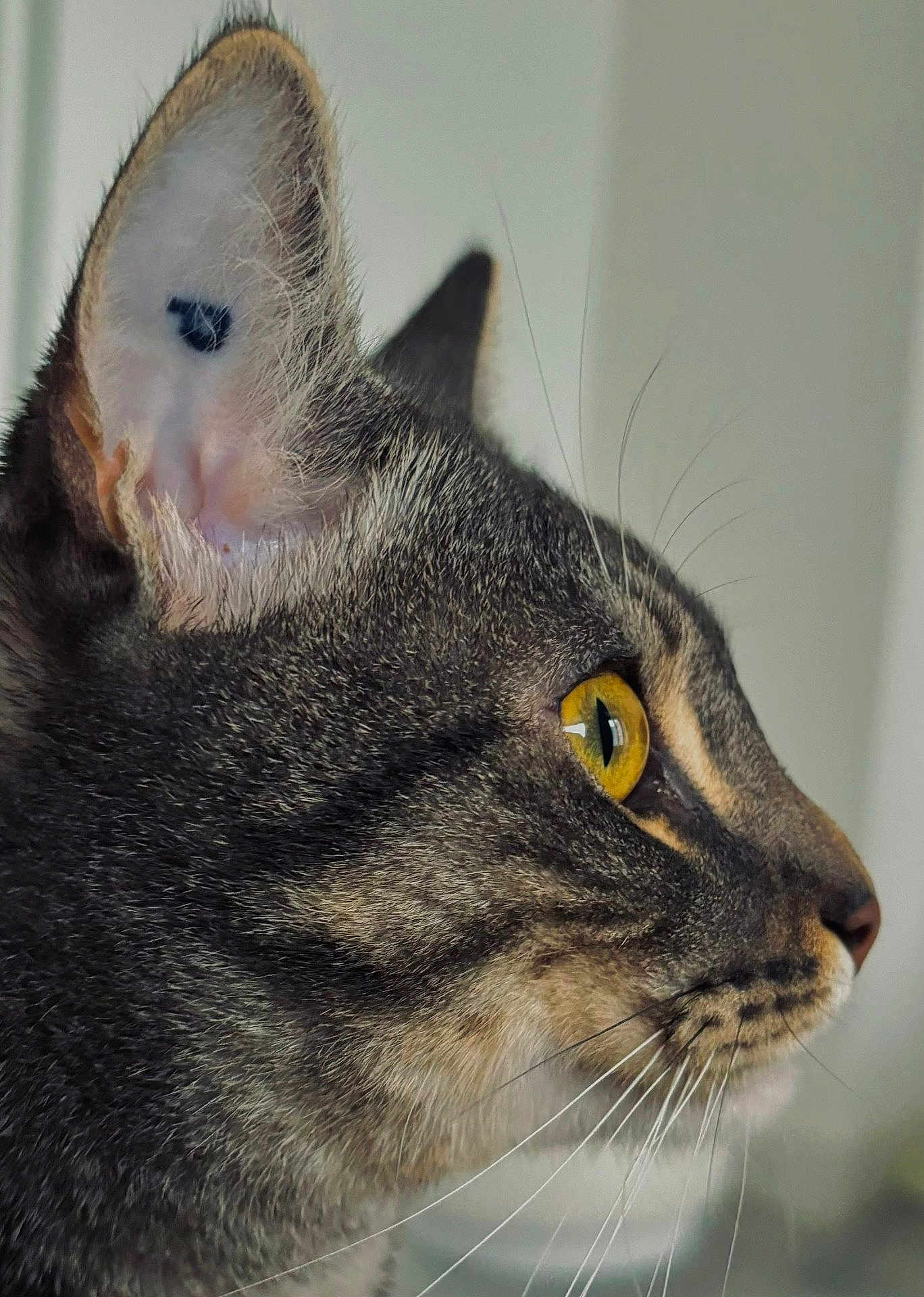 Usko a rejoint le concours — aidez-le/la à gagner de superbes lots ! cat, tabby_cat, close_up, profile, yellow_eyes, whiskers, fur, animal, pet, mammal, indoor, looking, focused, ears, face, portrait, cute, feline, domestic_animal, natural_light