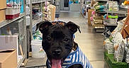 Baïko a rejoint le concours — aidez-le/la à gagner de superbes lots ! dog, shopping_cart, pet_store, black_dog, striped_shirt, tongue_out, indoor, aisle, shelves, pet_supplies, happy, canine, leash, floor, lighting, metal_cart, store_interior, animal, cute, pet