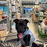 dog, shopping_cart, pet_store, black_dog, striped_shirt, tongue_out, indoor, aisle, shelves, pet_supplies, happy, canine, leash, floor, lighting, metal_cart, store_interior, animal, cute, pet