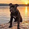puppy, dog, black_dog, rock, water, sunset, tongue_out, outdoor, nature, lake, reflection, animal, young_dog, sunlight, scenic, pet, adorable, canine, cute, landscape