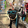 dog, black_dog, sunglasses, shopping_cart, store, aisle, pet_supplies, blanket, leash, collar, tongue_out, cheeky, indoor, metal_bars, shelf, bag, accessories, floor, pets, cute