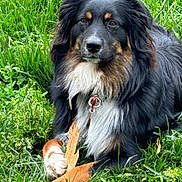 Gio joined the competition — help win amazing prizes! dog, black_fur, brown_fur, white_fur, grass, outdoor, pet, animal, canine, collar, chew_toy, nature, laying_down, fur, paw, snout, ears, alert, daylight, greenery