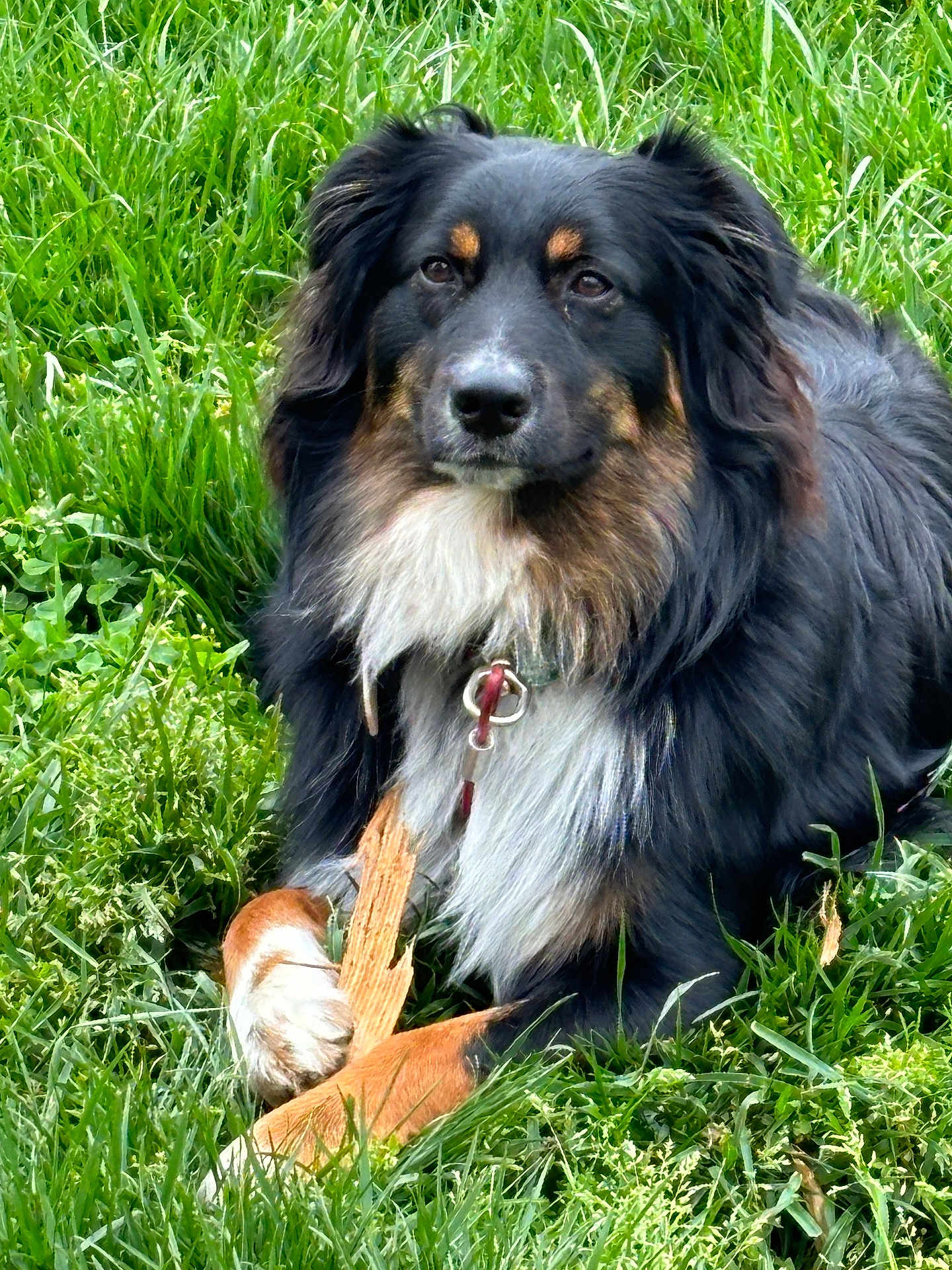 Gio joined the competition — help win amazing prizes! dog, black_fur, brown_fur, white_fur, grass, outdoor, pet, animal, canine, collar, chew_toy, nature, laying_down, fur, paw, snout, ears, alert, daylight, greenery