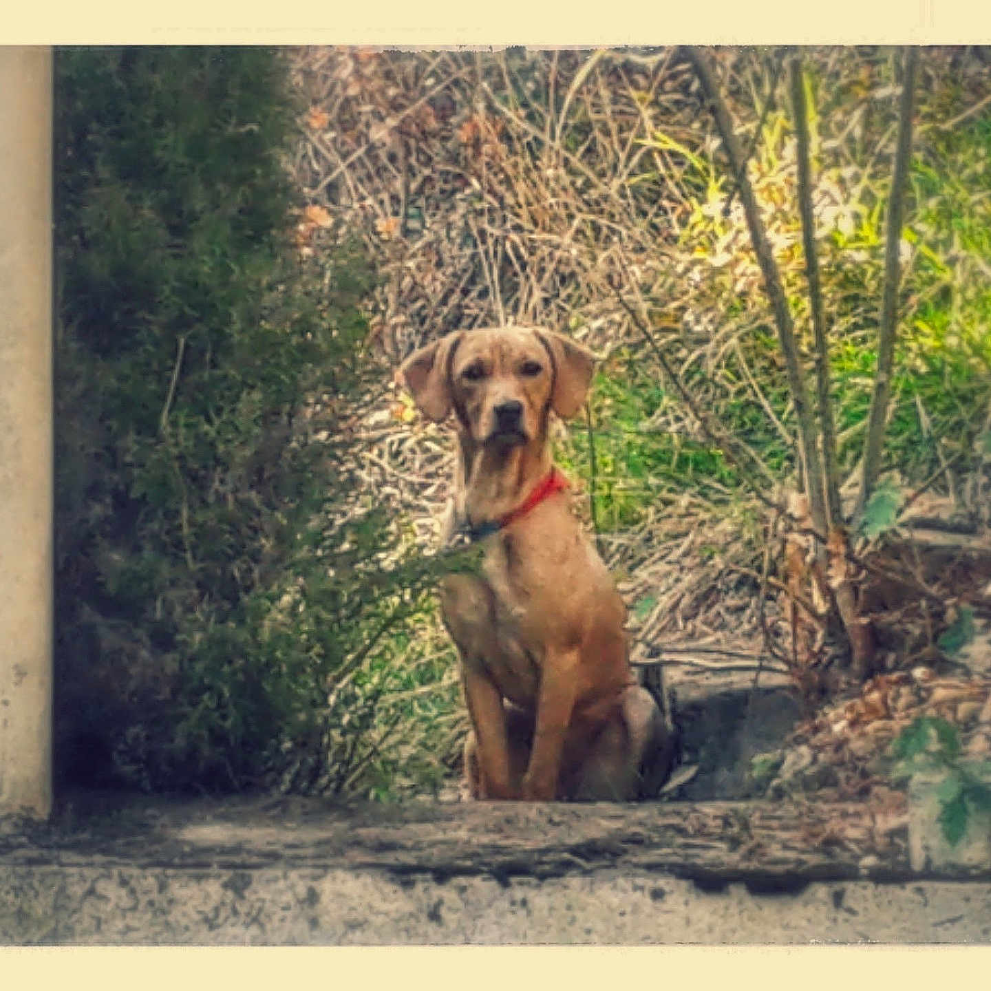 Mahia participe au concours pour gagner de l'argent avec cette photo : attentive, collar, concrete, dog, ears, eyes, foliage, framed, golden_brown, looking_at_camera, muzzle, nature, outdoors, pet, pillar, portrait, shrubs, sitting, soft_focus, vintage_filter