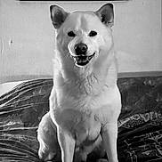 Beau a rejoint le concours — aidez-le/la à gagner de superbes lots ! animal, black_and_white, calm, companion, couch, cute, dog, domestic_animal, ears, face, fur, happy, home, indoor, nose, pet, portrait, relaxed, sitting, whiskers