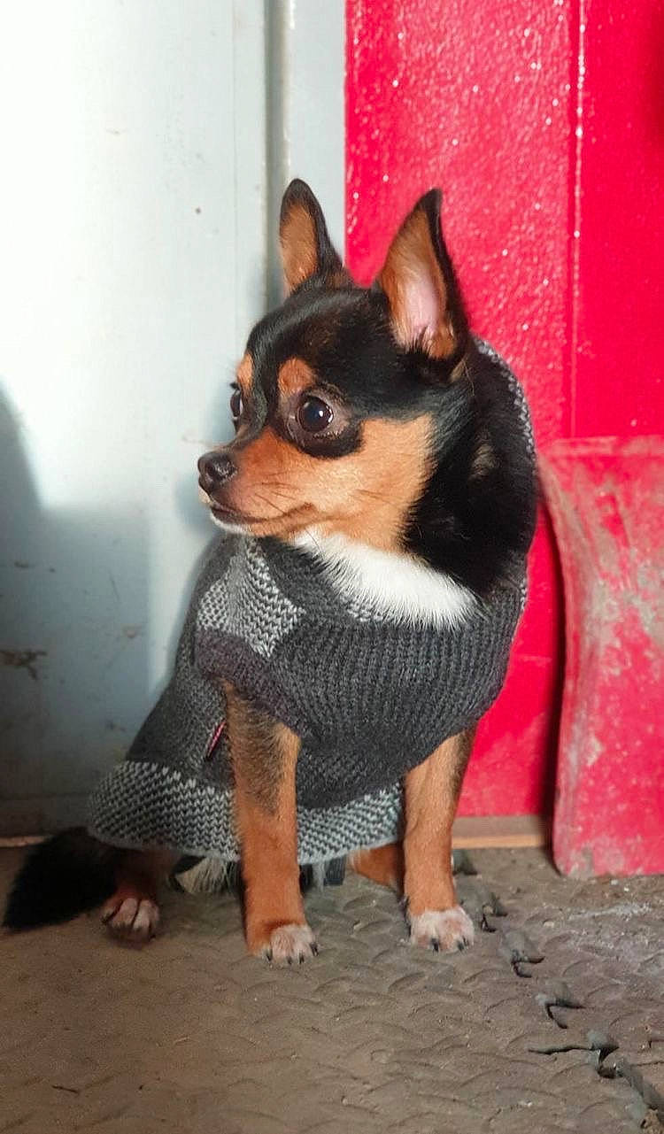 Radjah participe au concours pour gagner de l'argent avec cette photo : canidae, carnivore, companion_dog, costume, dog, dog_breed, dog_supply, fawn, flooring, fur, grey, pattern, prazsky_krysarik, sitting, snout, sporting_group, toy_dog, whiskers, working_animal, working_dog