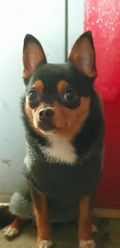 Radjah participe au concours pour gagner de l'argent avec cette photo : canidae, carnivore, companion_dog, corgi_chihuahua, dog, dog_breed, dog_supply, ear, eye, fawn, fur, head, non_sporting_group, snout, terrestrial_animal, toy_dog, whiskers, working_animal