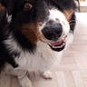 dog, pet, indoor, floor, tile_floor, black_fur, brown_fur, white_fur, happy, smiling, looking_up, close_up, face, animal, domestic_animal, canine, companion, friendly, portrait, cute