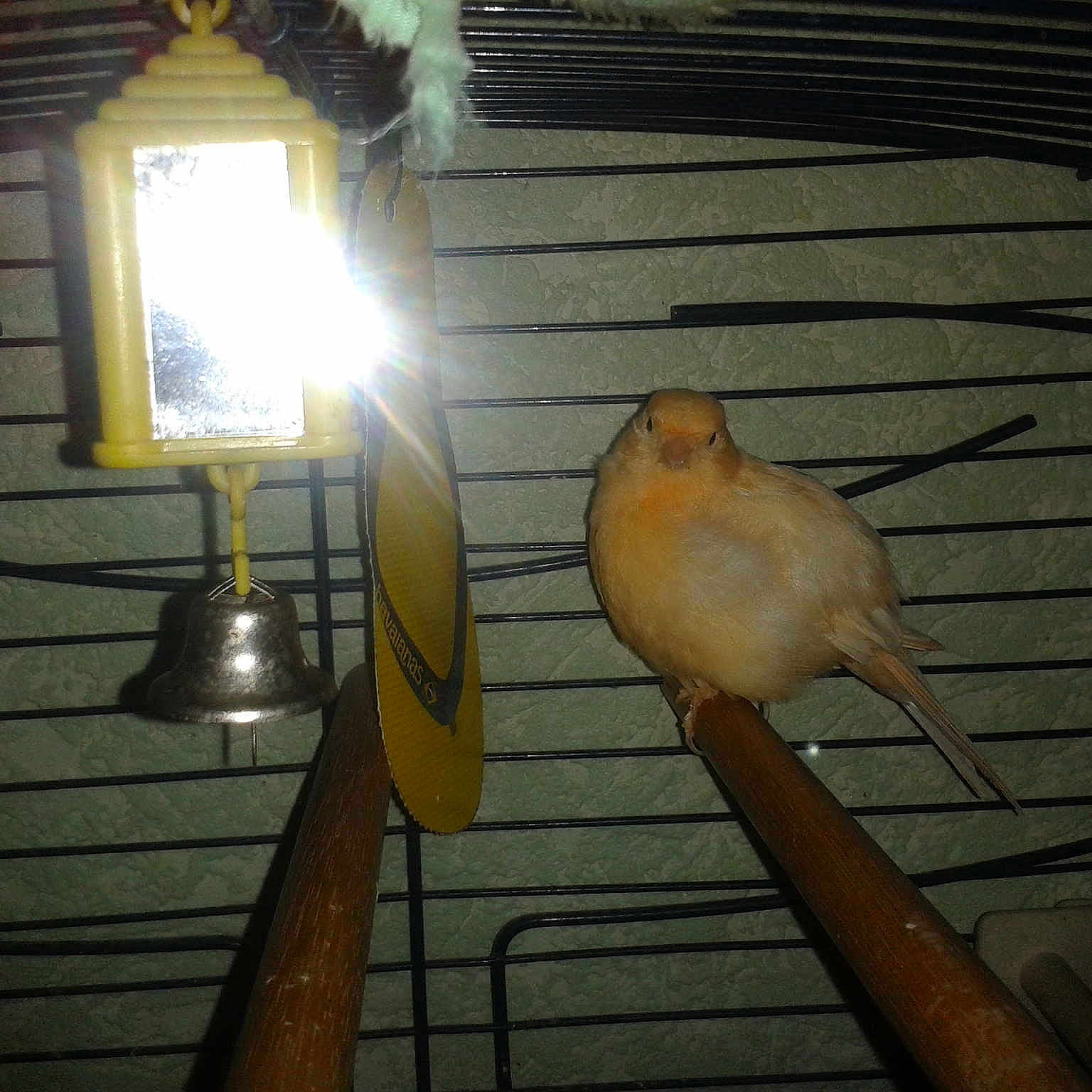 Birdy