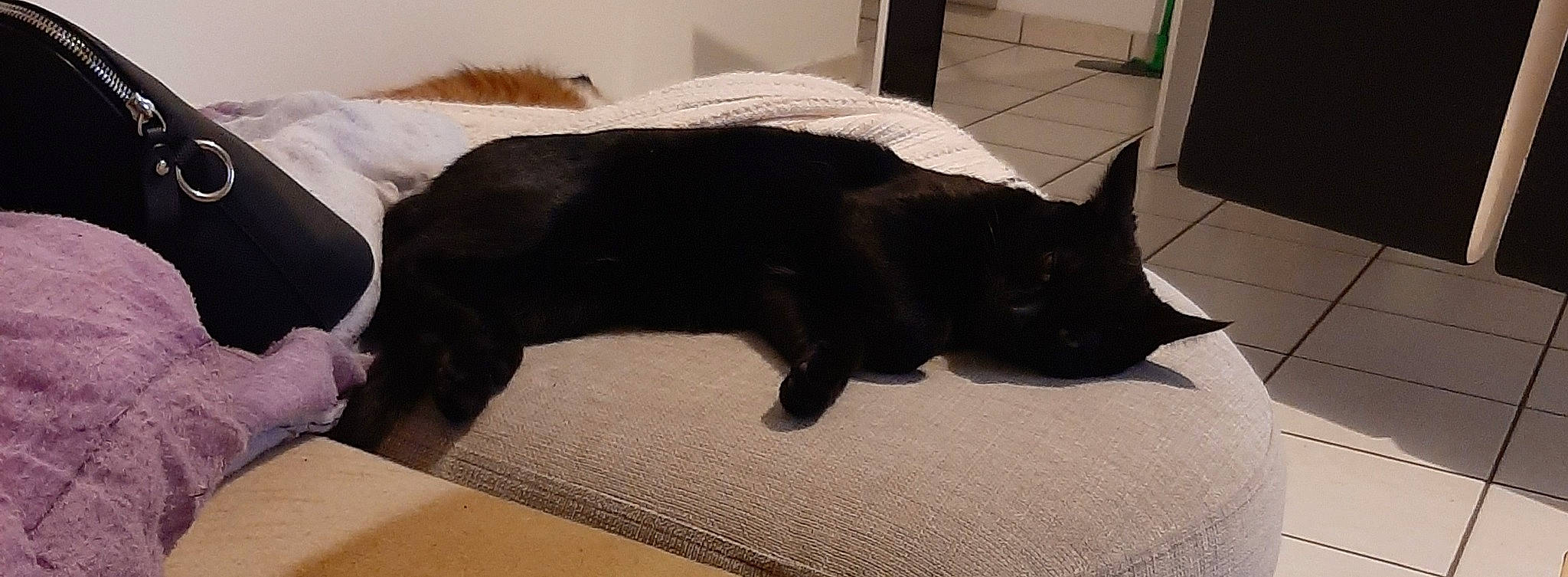 Noiroux participe au concours pour gagner de l'argent avec cette photo : black, black_cat, bombay, burmese, canidae, carnivore, cat, felidae, fur, kitten, nap, sleep, small_to_medium_sized_cats, snout, tail, whiskers