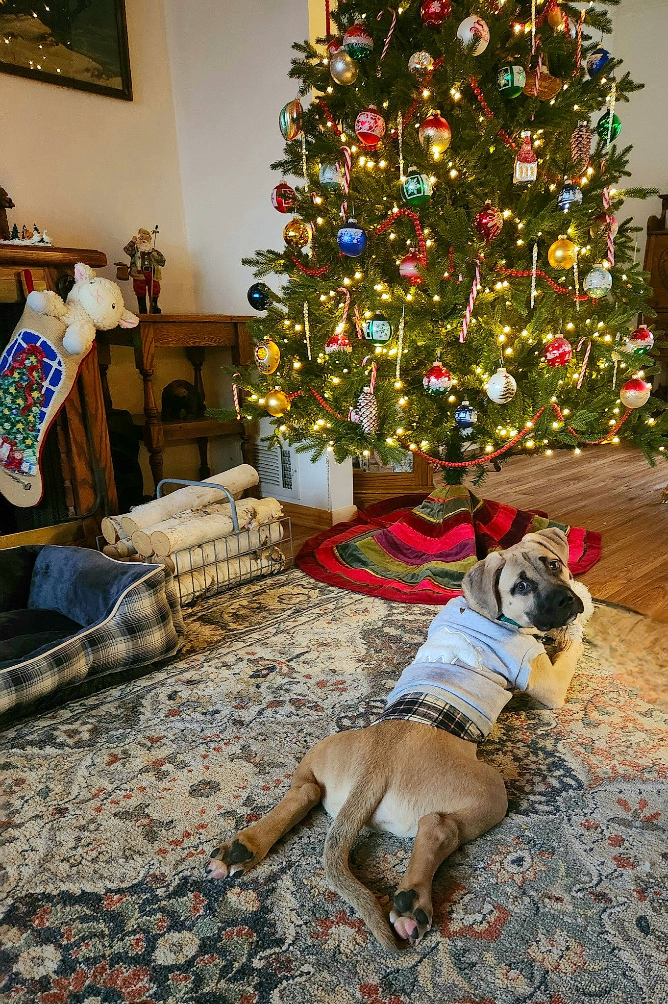 Sig joined the competition — help win amazing prizes! carnivore, christmas, christmas_decoration, christmas_eve, christmas_ornament, christmas_tree, companion_dog, dog, dog_breed, event, evergreen, fawn, flooring, holiday, holiday_ornament, ornament, picture_frame, plant, tree, wood