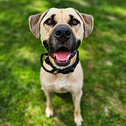 Sig joined the competition — help win amazing prizes! animal, black, brown, canine, closeup, collar, cute, dog, ears, friendly, grass, happy, muzzle, nature, outdoor, pet, portrait, smiling, summer, tongue