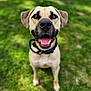 Sig joined the competition — help win amazing prizes! animal, black, brown, canine, closeup, collar, cute, dog, ears, friendly, grass, happy, muzzle, nature, outdoor, pet, portrait, smiling, summer, tongue