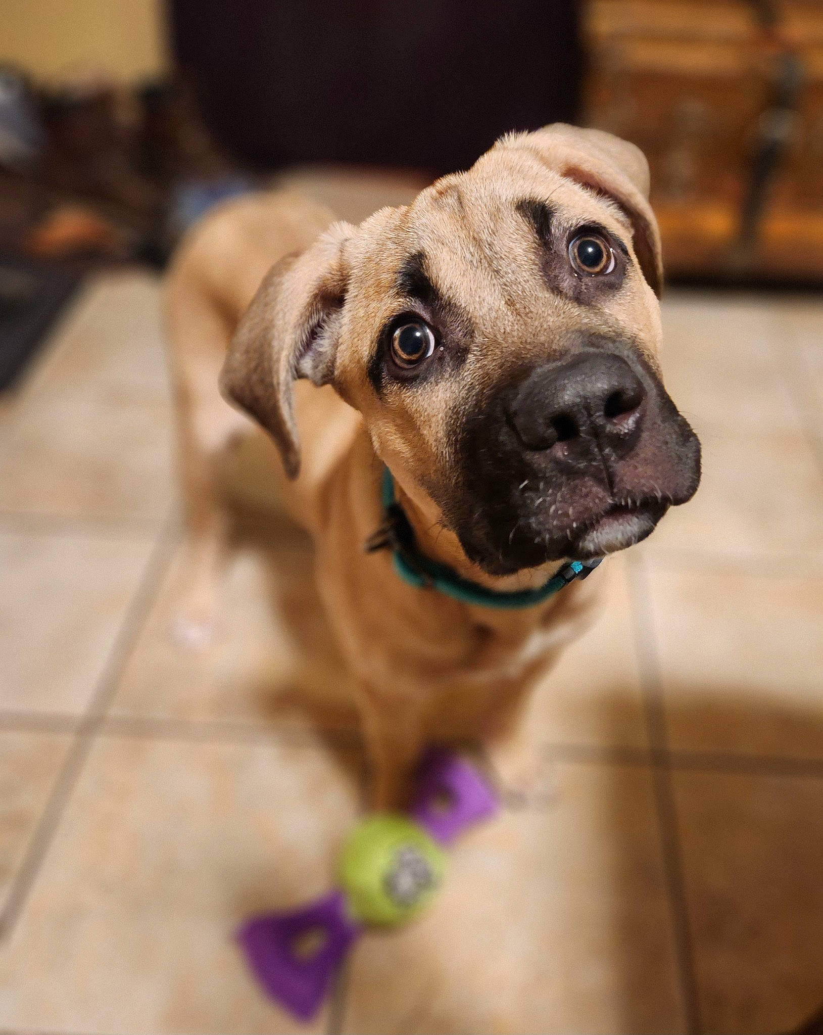 Sig joined the competition — help win amazing prizes! canidae, carnivore, collar, companion_dog, dog, dog_breed, dog_collar, dog_supply, fawn, fur, guard_dog, pet_supply, snout, sporting_group, terrestrial_animal, toy_dog, whiskers, wood, working_animal, wrinkle