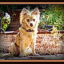 Lola Lew joined the competition — help win amazing prizes! dog, animal, outdoor, rust, metal, flower, greenery, plant, nature, sitting, fur, pet, portrait, vignette, ears, collar, sunlight, grass, background, garden
