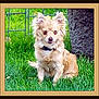 Lola Lew is registered to the contest to win money with this photo: dog, grass, outdoor, pet, animal, fence, tree_trunk, canine, fur, collar, nature, greenery, sitting, portrait, domestic_animal, guarding, calm, yard, fluffy, brown