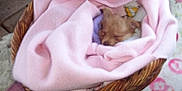 Lola Lew joined the competition — help win amazing prizes! puppy, blanket, basket, sleeping, cozy, soft, pink, cute, pet, animal, fur, rest, indoors, comfort, small, snug, nest, peaceful, wrapped, adorable