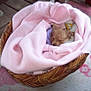 puppy, blanket, basket, sleeping, cozy, soft, pink, cute, pet, animal, fur, rest, indoors, comfort, small, snug, nest, peaceful, wrapped, adorable