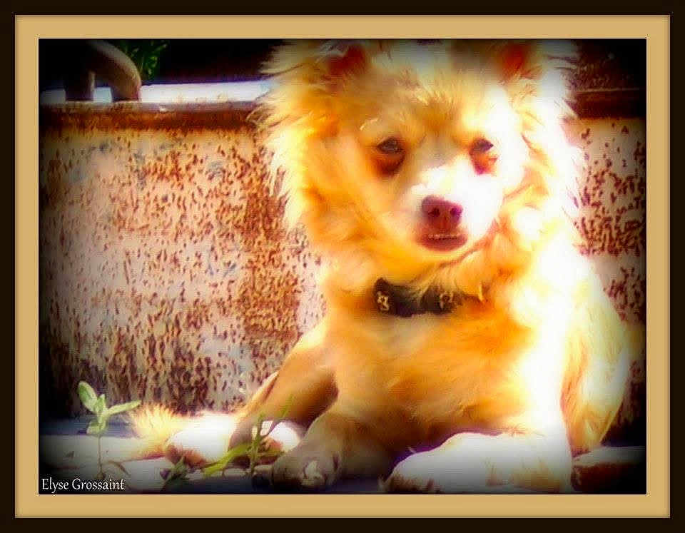 Lola Lew joined the competition — help win amazing prizes! dog, golden, fluffy, collar, resting, sunlight, rusty_wall, outdoor, pet, animal, fur, portrait, calm, relaxed, closeup, texture, nature, daylight, paw, muzzle
