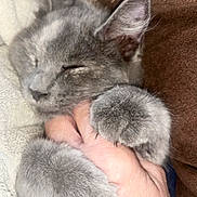 Sweet P is registered to the contest to win money with this photo: kitten, gray_cat, sleeping, paw, hand, fur, cozy, soft, closeup, pet, animal, resting, cuddle, indoor, blanket, comfort, cute, feline, nap, relaxation