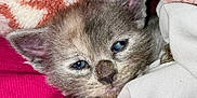 Sweet P is registered to the contest to win money with this photo: kitten, cat, close_up, paw, sleepy, cozy, blanket, fur, soft_texture, resting, pet, animal, cute, young, mammal, indoor, warm, snuggled, pink, white