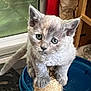 Sweet P is registered to the contest to win money with this photo: kitten, cat, scratching_post, gray_fur, indoor, pet, cute, animal, feline, young, whiskers, ears, claws, curious, close_up, playful, blue_bowl, floor, toy, household