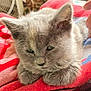 Sweet P is registered to the contest to win money with this photo: kitten, cat, gray_cat, furry, sleepy, paws, close_up, towel, red_towel, blue_towel, hand, pet, cute, young_cat, resting, indoor, cozy, fur, animal, domestic_cat