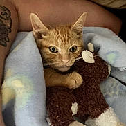 Pooh is registered to the contest to win money with this photo: kitten, orange_cat, blanket, stuffed_animal, plush_toy, tattoo, arm, cozy, indoor, pet, cute, resting, snuggling, soft_texture, feline, animal, closeup, comfort, sleepy, domestic