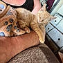 kitten, cat, sleeping, arm, blanket, paw_print, orange_cat, indoor, furniture, dresser, human_arm, resting, cozy, pet, animal, cute, relaxation, closeup, soft_texture, home