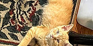 Tig Tig is registered to the contest to win money with this photo: kitten, cat, orange_tabby, pet, indoor, carpet, rug, floor, feline, animal, cute, resting, young_cat, curious, whiskers, ears, paws, home, domestic, cozy