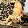 kitten, cat, orange_tabby, pet, indoor, carpet, rug, floor, feline, animal, cute, resting, young_cat, curious, whiskers, ears, paws, home, domestic, cozy