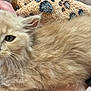 Peanut is registered to the contest to win money with this photo: kitten, cat, fluffy, orange, pet, animal, blanket, paw_print, hand, resting, cute, fur, domestic_animal, closeup, indoor, relaxed, young, whiskers, ears, sleepy