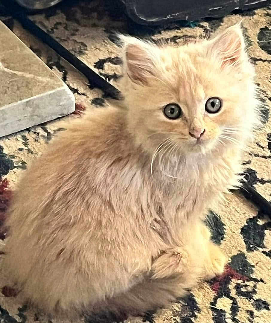 Peanut