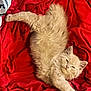 Peanut joined the competition — help win amazing prizes! cat, kitten, fluffy, cream_colored, pet, sleepy, stretching, red_blanket, fabric, soft, indoor, cozy, cute, animal, feline, whiskers, relaxed, fur, resting, domestic_animal