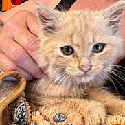 Peanut joined the competition — help win amazing prizes! kitten, cat, animal, pet, hand, human, blanket, fur, whiskers, ears, eyes, closeup, comfort, cuddle, indoor, cute, soft, resting, young, domestic