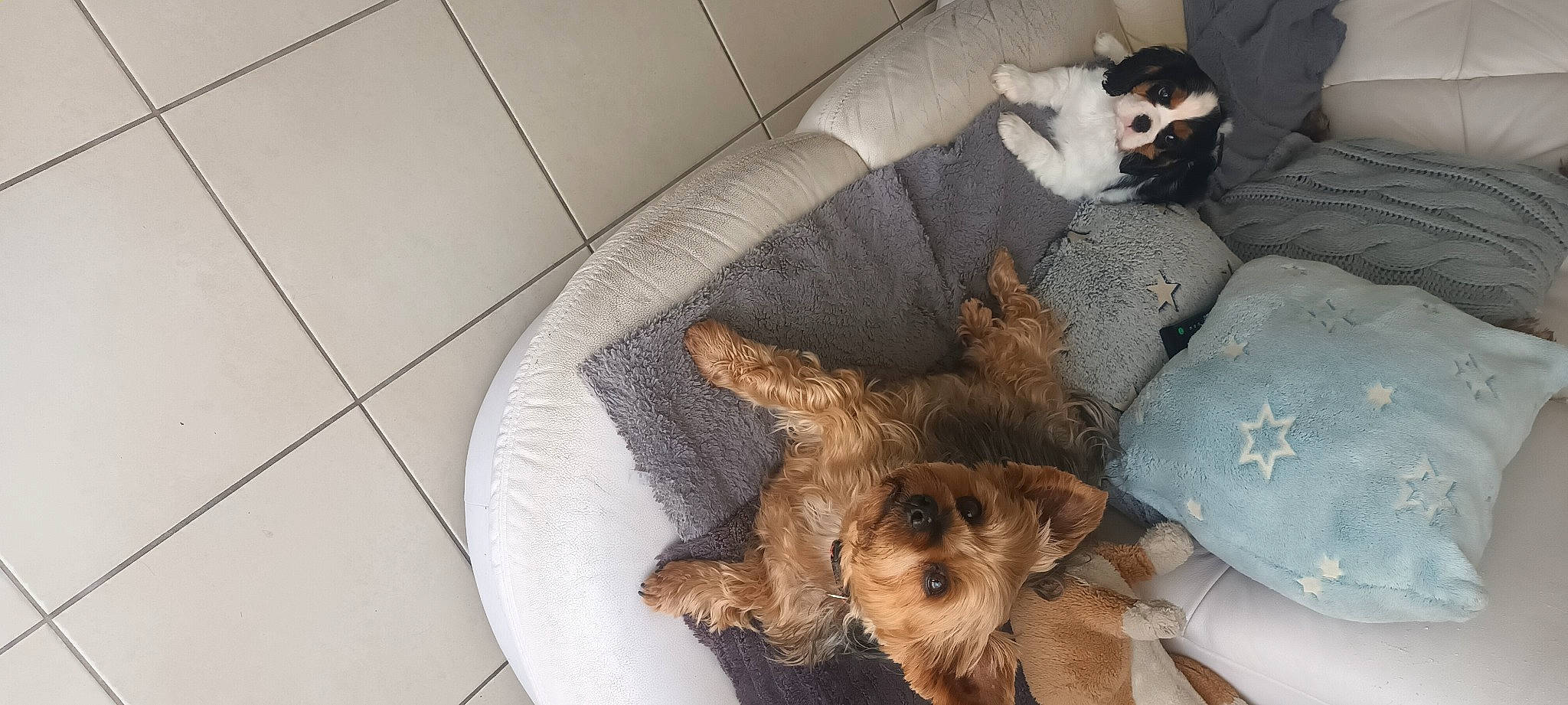 Mendy a rejoint le concours — aidez-le/la à gagner de superbes lots ! canidae, carnivore, comfort, companion_dog, dog, dog_breed, dog_supply, fawn, felidae, fur, liver, pet_supply, small_to_medium_sized_cats, snout, tail, terrestrial_animal, terrier, toy_dog, whiskers, working_animal