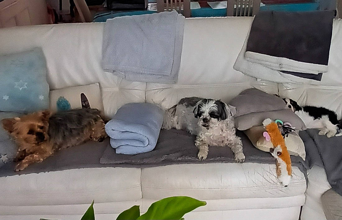 Mendy participe au concours pour gagner de l'argent avec cette photo : canidae, carnivore, comfort, companion_dog, couch, dog, dog_breed, dog_supply, fur, living_room, non_sporting_group, pet_supply, plant, room, sofa_bed, sporting_group, studio_couch, toy, toy_dog, working_animal