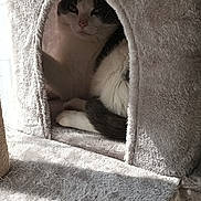 Ruby participe au concours pour gagner de l'argent avec cette photo : cat, cat_tree, pet, feline, indoor, cozy, plush, gray, sunlight, resting, animal, cute, whiskers, paw, fur, relaxed, home, window_light, cubby, sleepy