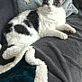 Ruby a rejoint le concours — aidez-le/la à gagner de superbes lots ! cat, gray, white, fluffy, couch, blanket, star_pattern, sherpa, throw, indoor, relaxed, pet, fur, animal, laying, cozy, home, resting, cute, comfort