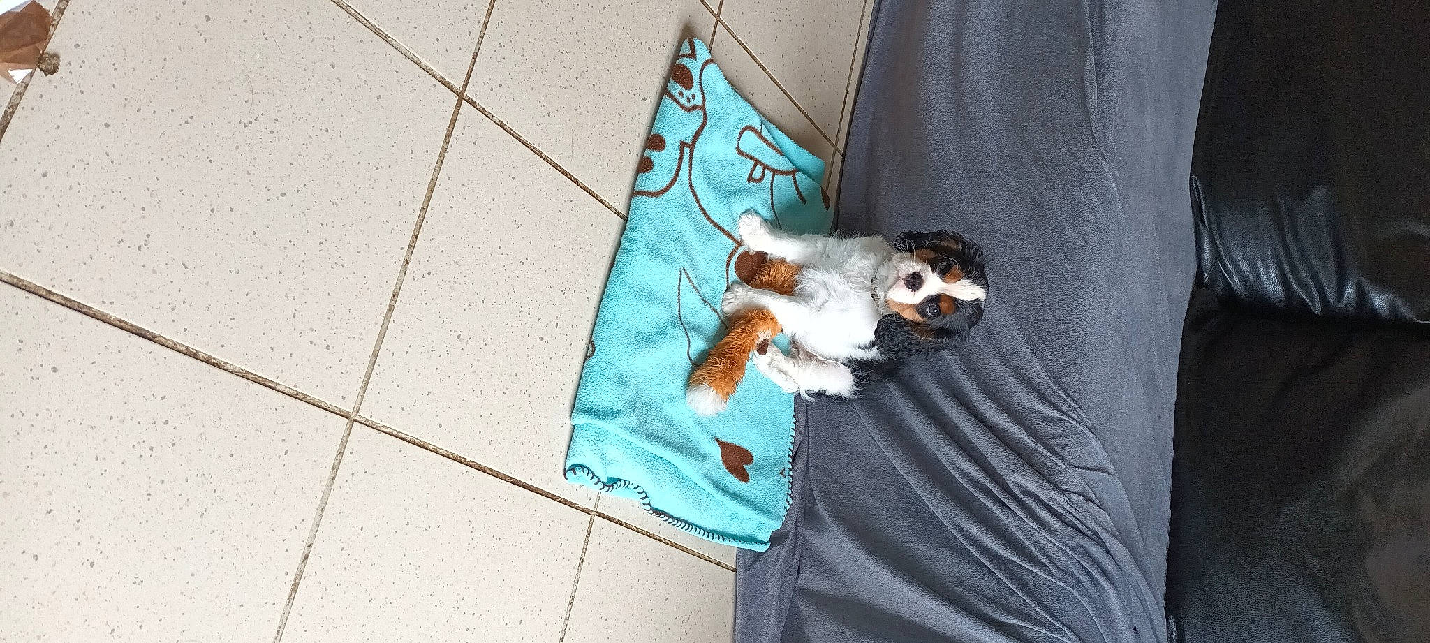 Vicky participe au concours pour gagner de l'argent avec cette photo : bag, canidae, companion_dog, couch, dog, dog_breed, eyewear, fashion_accessory, flooring, fur, linens, pattern, road_surface, sidewalk, sleeve, sporting_group, sunglasses, t_shirt, toy_dog, wood