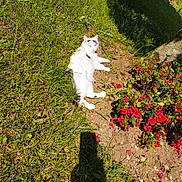 Neuneuille a rejoint le concours — aidez-le/la à gagner de superbes lots ! cat, white_cat, black_spots, flower_bush, red_flowers, grass, dirt, garden, sunlight, shadow, outdoor, relaxed, pet, animal, nature, summer, laying_down, greenery, peaceful, sunbathing