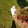 cat, white_cat, black_spots, flower_bush, red_flowers, grass, dirt, garden, sunlight, shadow, outdoor, relaxed, pet, animal, nature, summer, laying_down, greenery, peaceful, sunbathing
