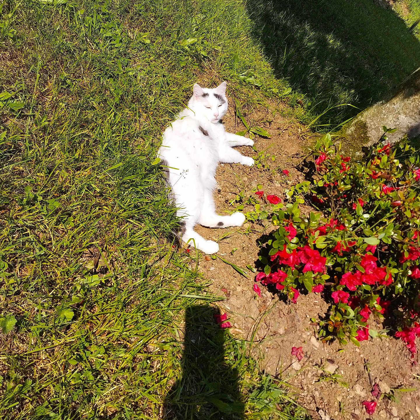Neuneuille a rejoint le concours — aidez-le/la à gagner de superbes lots ! animal, black_spots, cat, dirt, flower_bush, garden, grass, greenery, laying_down, nature, outdoor, peaceful, pet, red_flowers, relaxed, shadow, summer, sunbathing, sunlight, white_cat