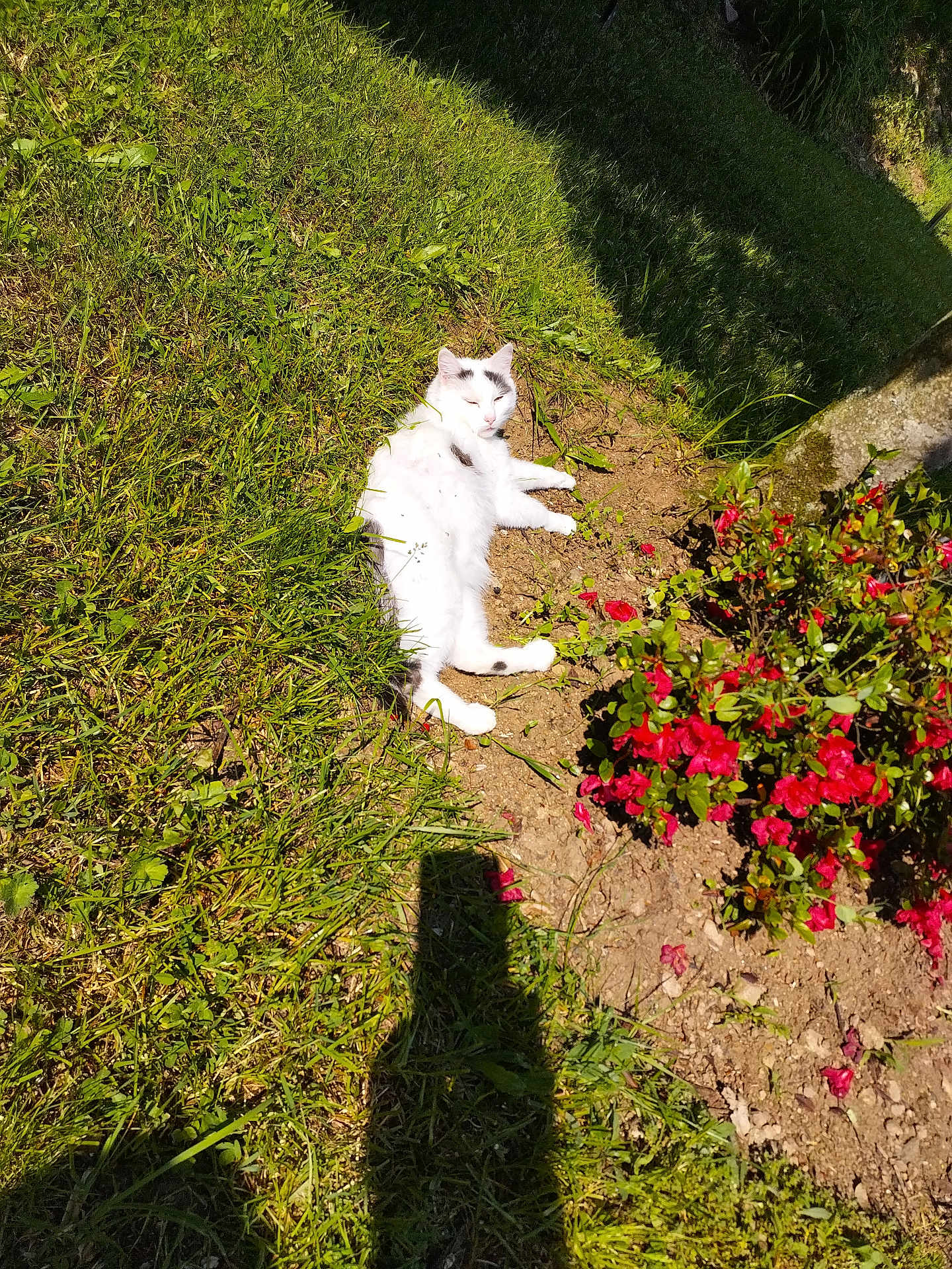 Neuneuille a rejoint le concours — aidez-le/la à gagner de superbes lots ! cat, white_cat, black_spots, flower_bush, red_flowers, grass, dirt, garden, sunlight, shadow, outdoor, relaxed, pet, animal, nature, summer, laying_down, greenery, peaceful, sunbathing