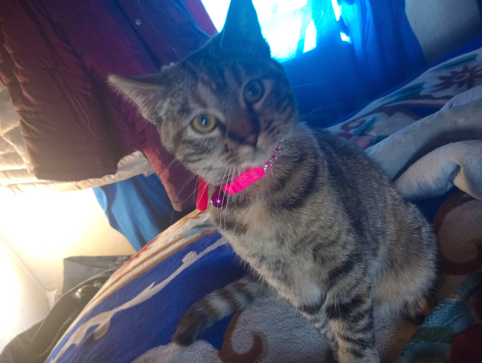 Luna Mina joined the competition — help win amazing prizes! carnivore, cat, comfort, darkness, domestic_short_haired_cat, electric_blue, felidae, fur, night, paw, sitting, small_to_medium_sized_cats, snout, tree, whiskers