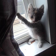Layla Gucci Rochin is registered to the contest to win money with this photo: kitten, cat, window, curtain, indoor, pet, animal, fur, small, playful, paw, white, gray, cute, young, feline, light, shadow, home, windowsill