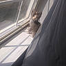 animal, cat, curious, curtain, cute, daylight, feline, fur, home, indoor, kitten, pet, shadow, sitting, small, soft_light, sunlight, window, windowsill, young